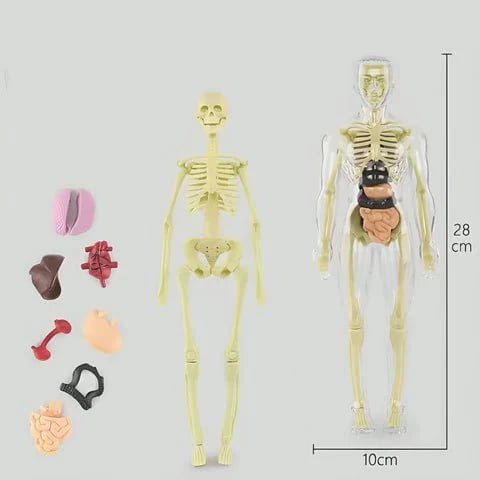 FlexiAnatomy — Entdecke den Körper in 3D und lerne so, dass du es nie wieder vergisst!