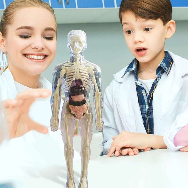 FlexiAnatomy — Entdecke den Körper in 3D und lerne so, dass du es nie wieder vergisst!
