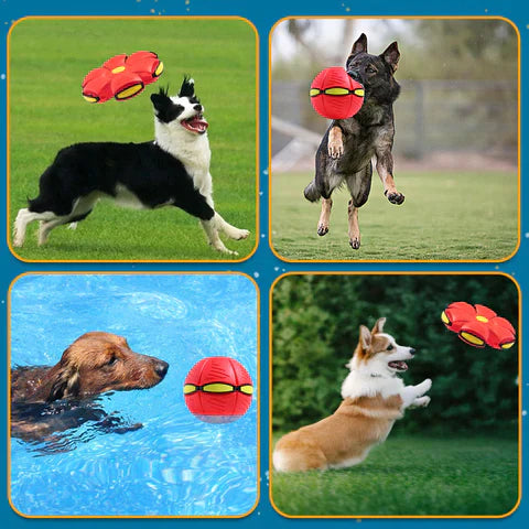 Hundefrisbee-Ball | 1 + 1 Gratis!