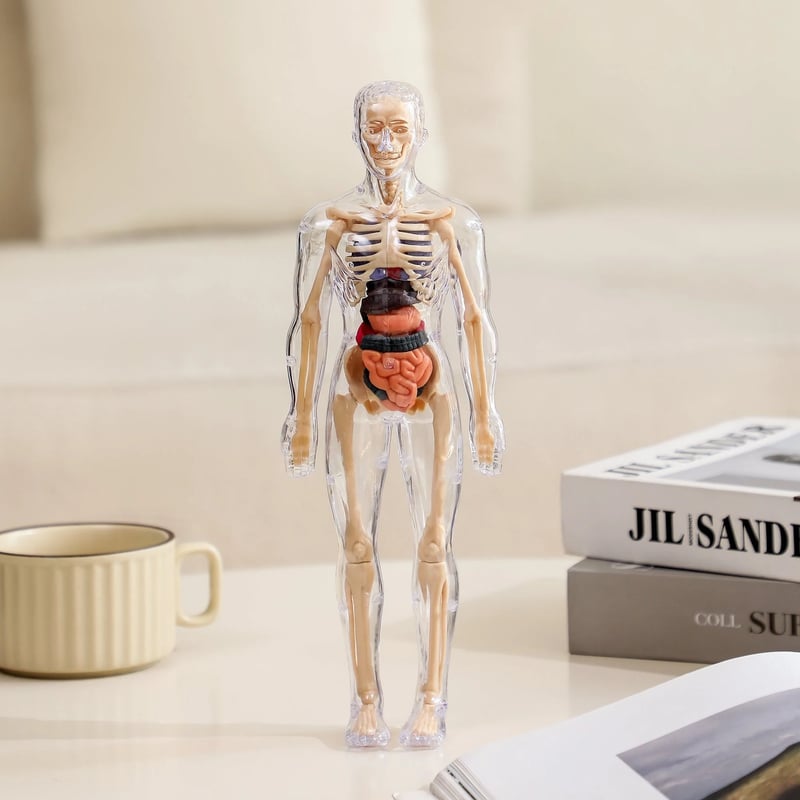 FlexiAnatomy — Entdecke den Körper in 3D und lerne so, dass du es nie wieder vergisst!
